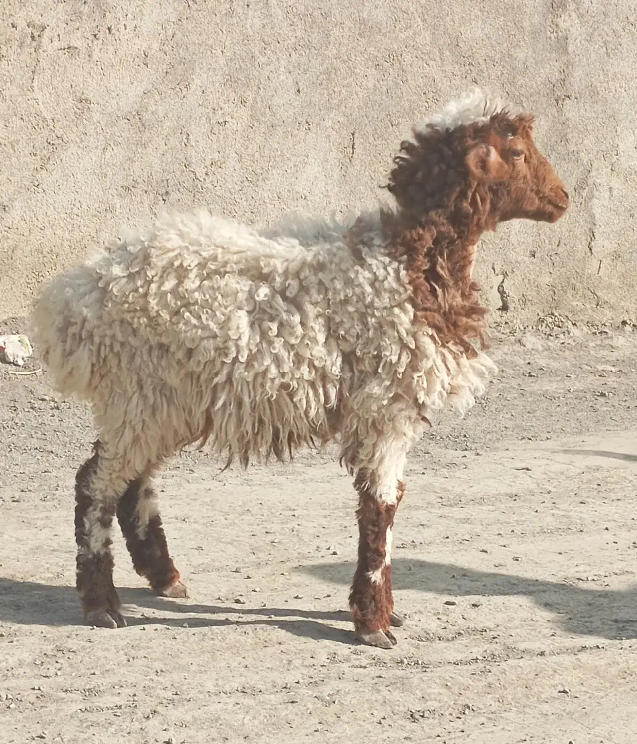 بره نر|حیوانات مزرعه|مشهد, کلاته برفی|دیوار