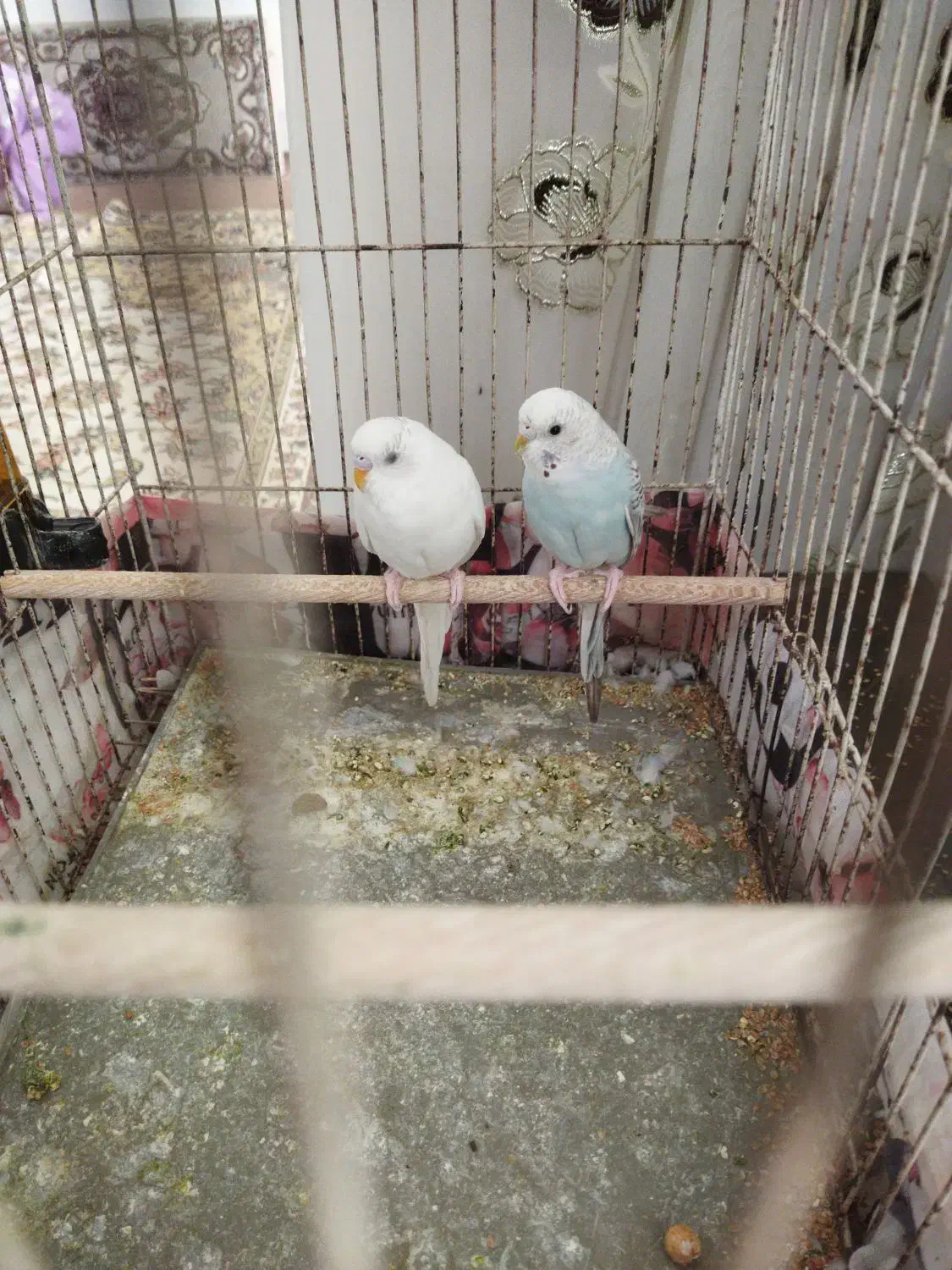 مرغ عشق‌|پرنده|آران و بیدگل, |دیوار