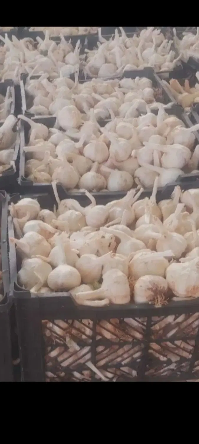 سیر محلی|خوردنی و آشامیدنی|شیراز, شهرک گلها|دیوار
