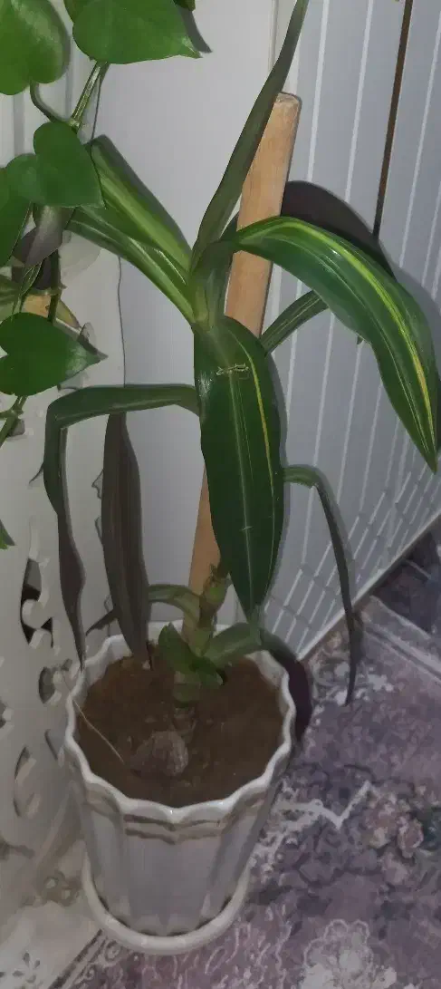 گل طبیعی|گل و گیاه طبیعی|پاکدشت, خاتون آباد|دیوار