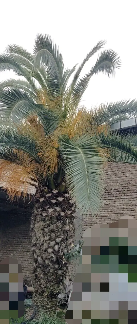 نخل|گل و گیاه طبیعی|خوش‌رودپی, |دیوار