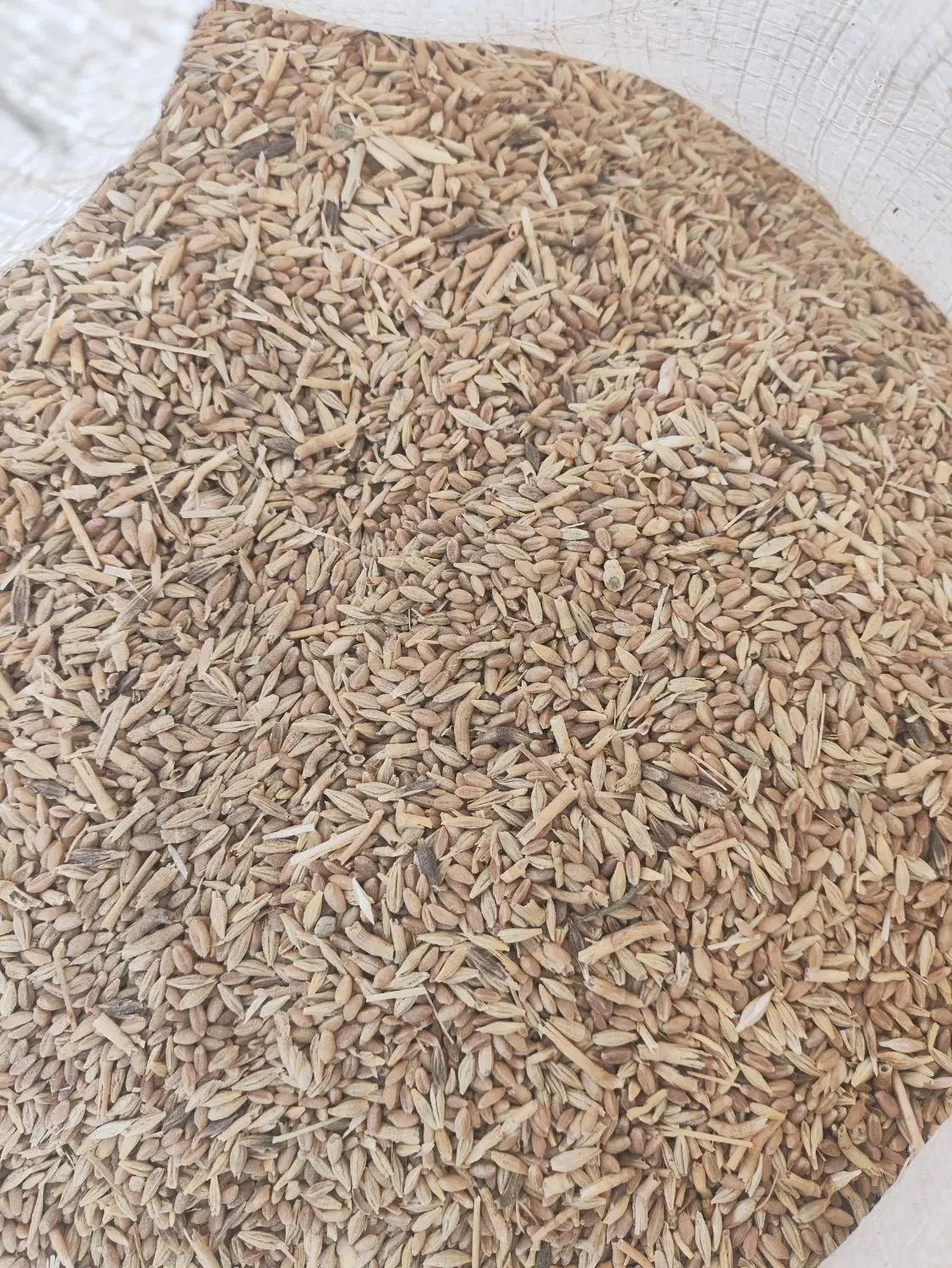 گندم|خوردنی و آشامیدنی|زابل, |دیوار