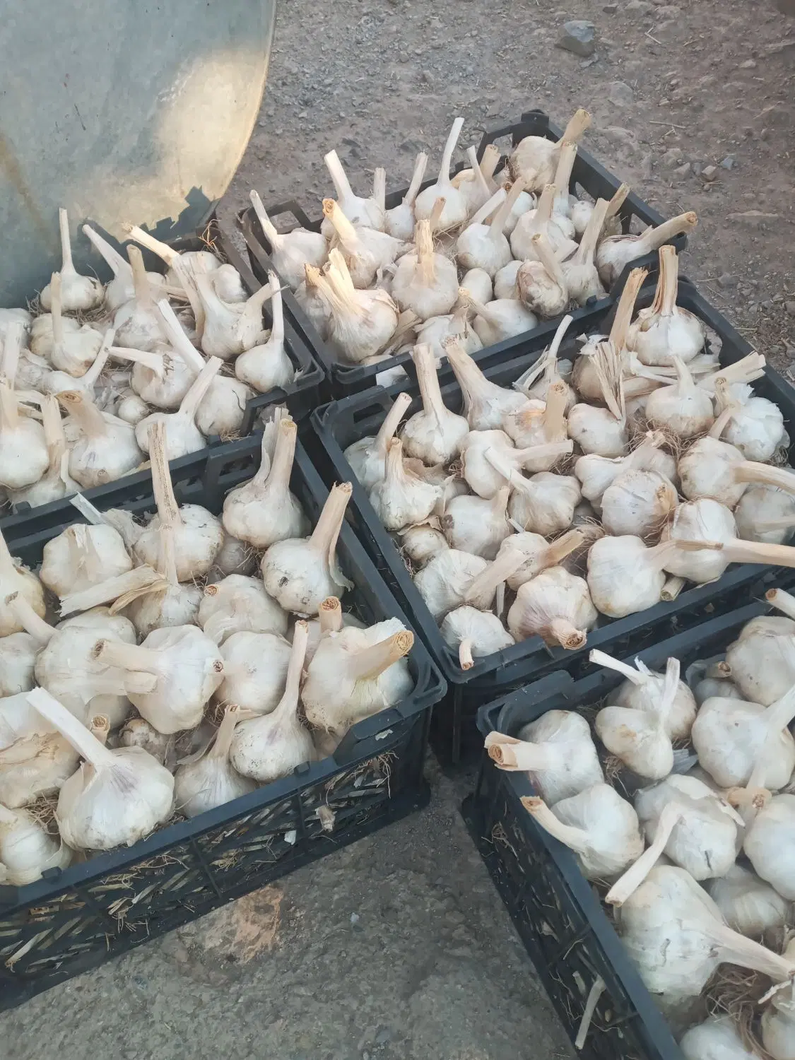 سیر|خوردنی و آشامیدنی|ملایر, |دیوار
