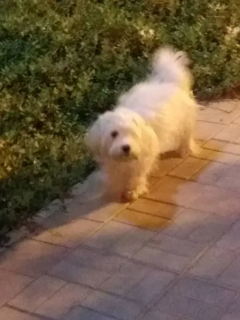 سگ خونگی|سگ|قم, پردیسان|دیوار