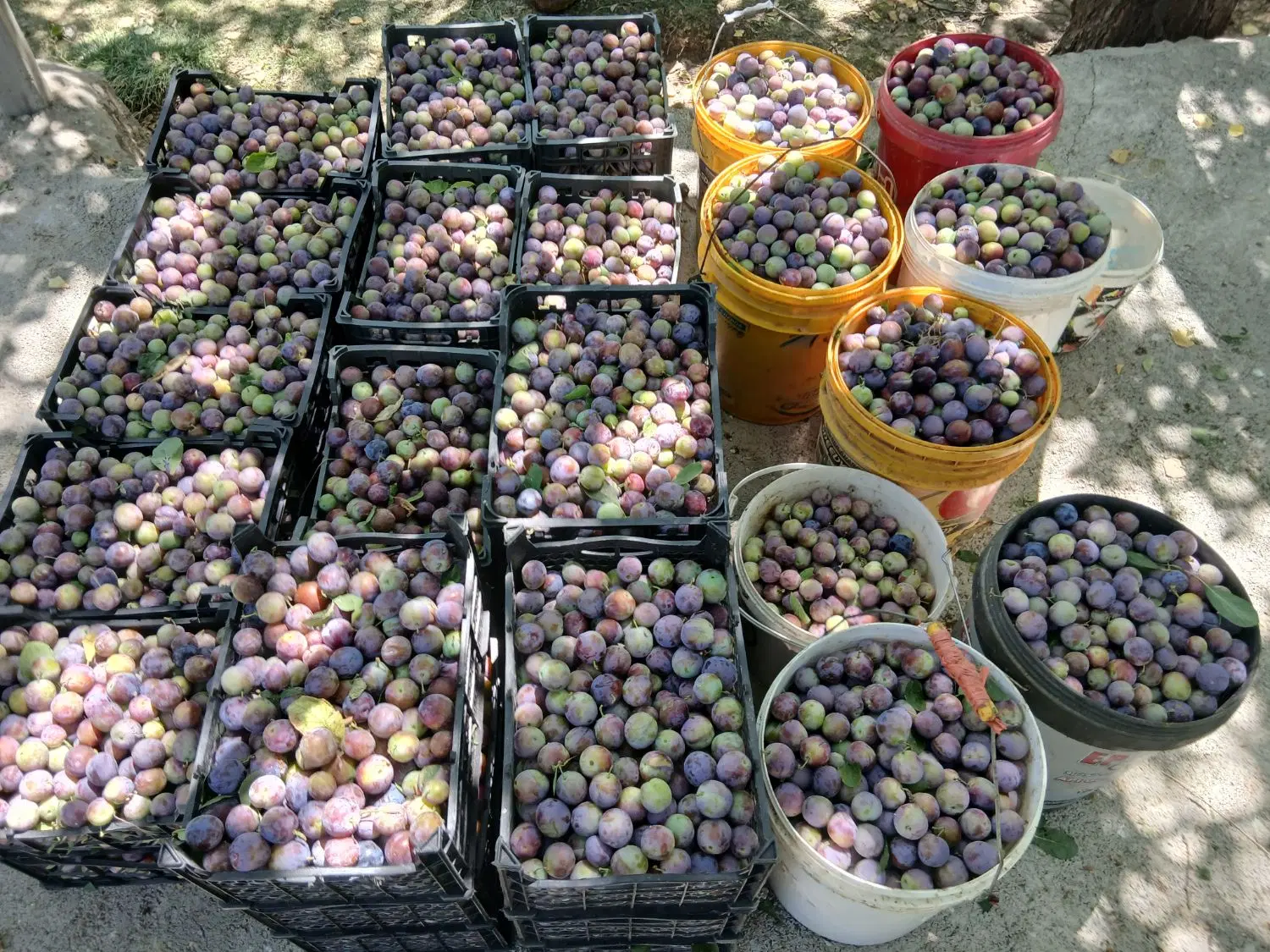 آلو|خوردنی و آشامیدنی|زاغه, |دیوار