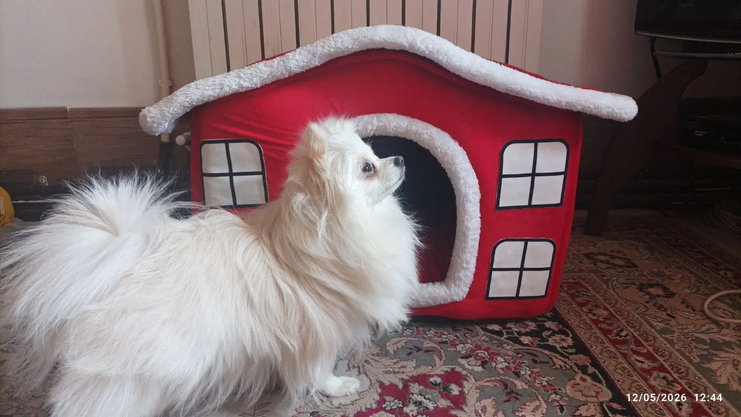 کلبه سگ|لوازم جانبی حیوانات|کرج, کوی کارمندان جنوبی|دیوار