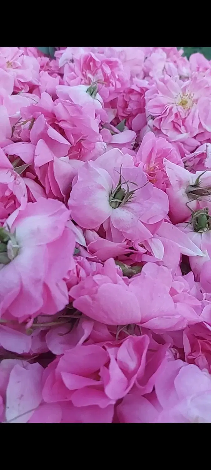 گل محمدی|گل و گیاه طبیعی|فسا, |دیوار