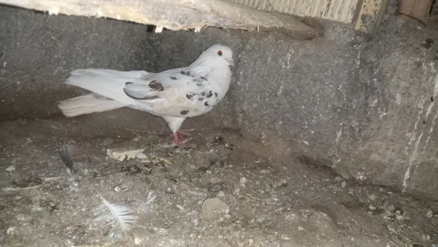 کبوتر|پرنده|کامیاران, |دیوار