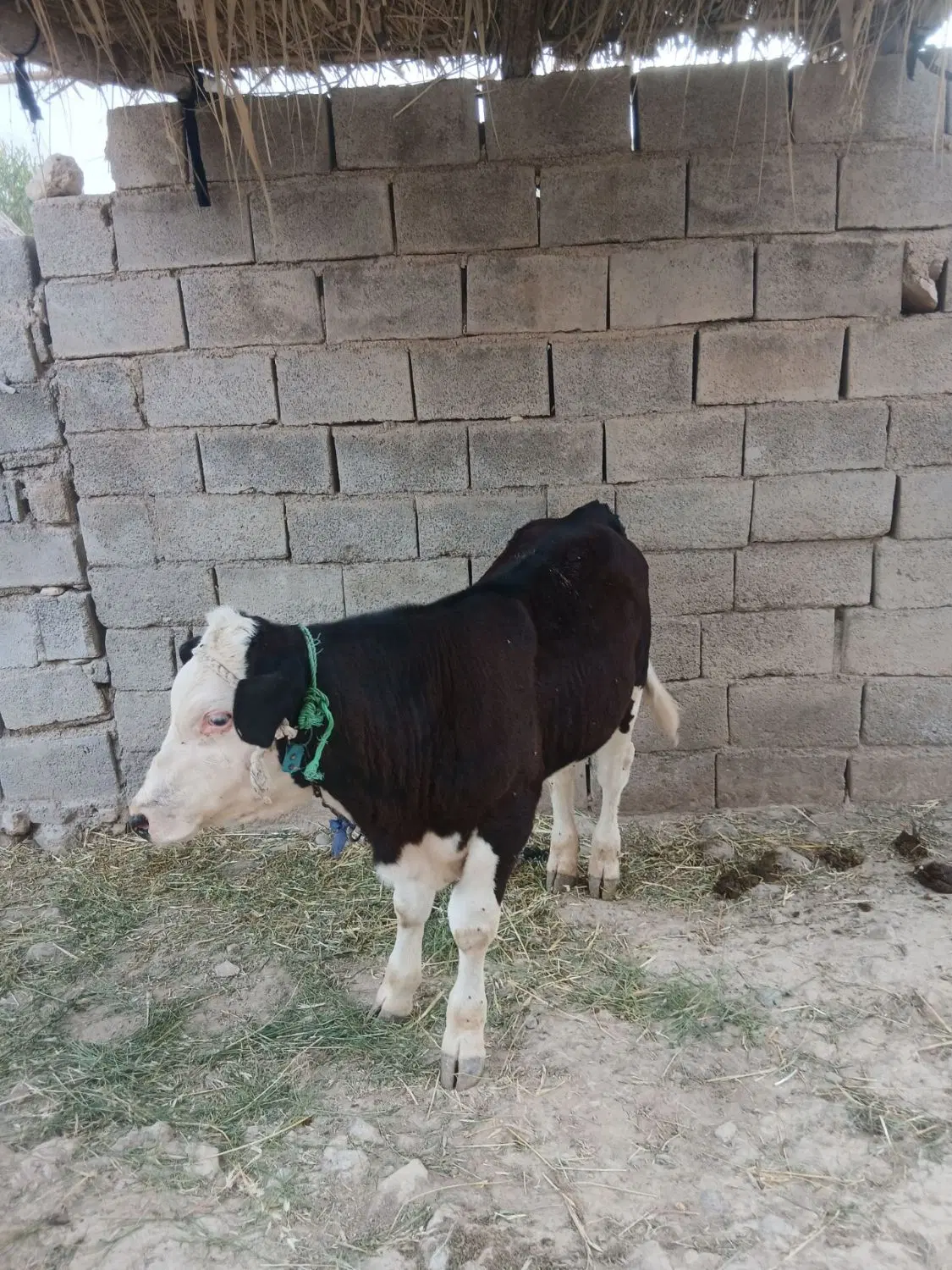 گوساله|حیوانات مزرعه|بدره, |دیوار