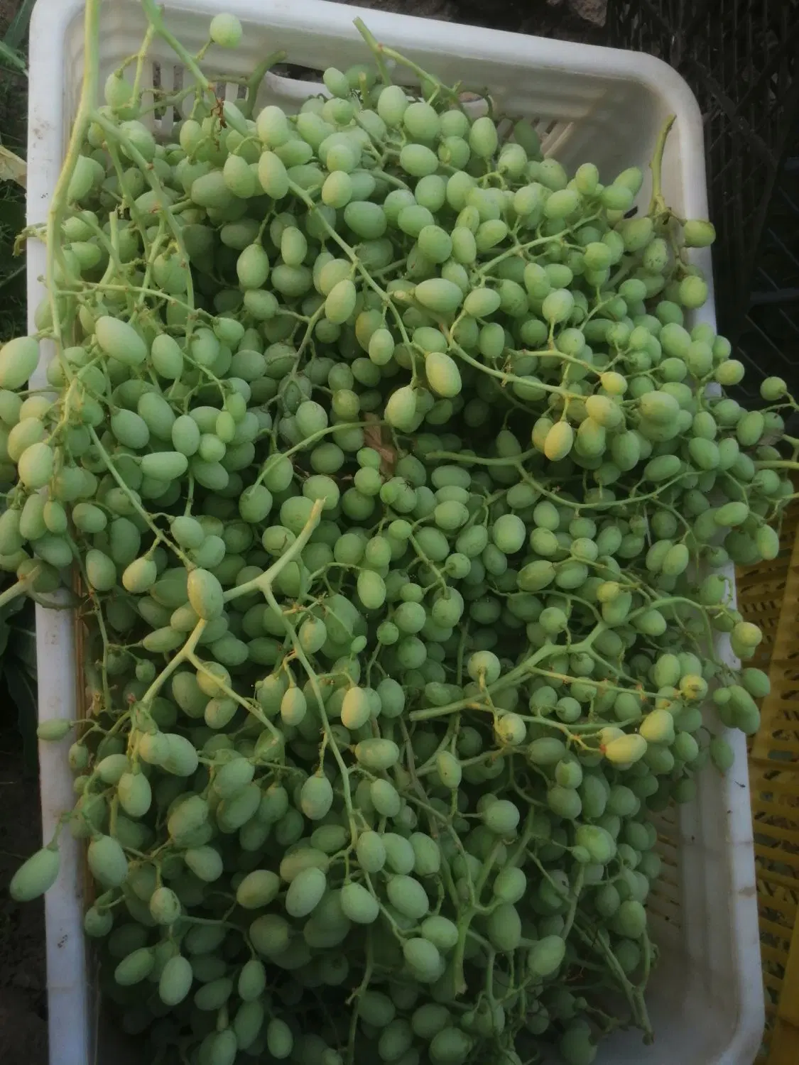 غوره|خوردنی و آشامیدنی|بناب, |دیوار