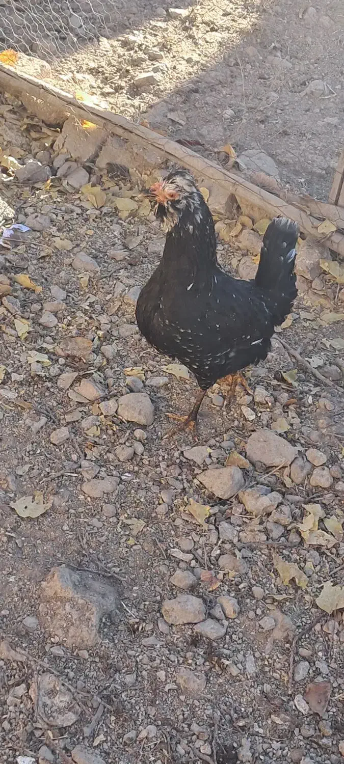 مرغ گلین|حیوانات مزرعه|فارسان, |دیوار