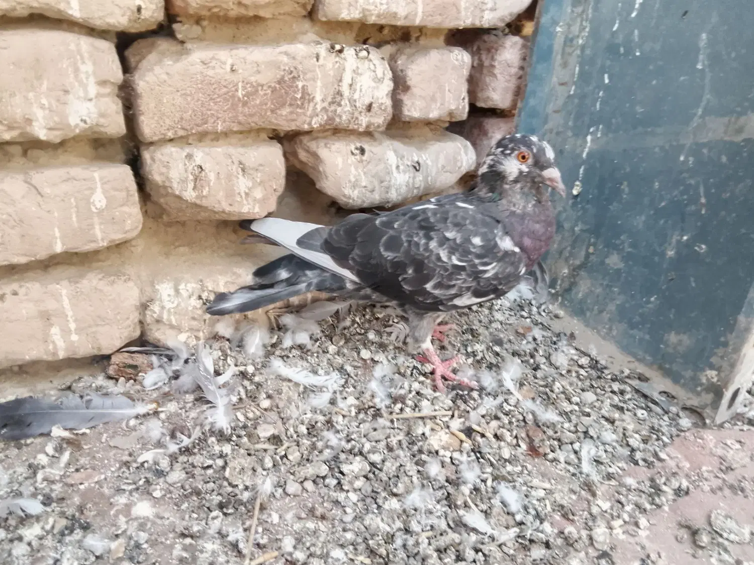 کپوت|پرنده|ایرانشهر, |دیوار