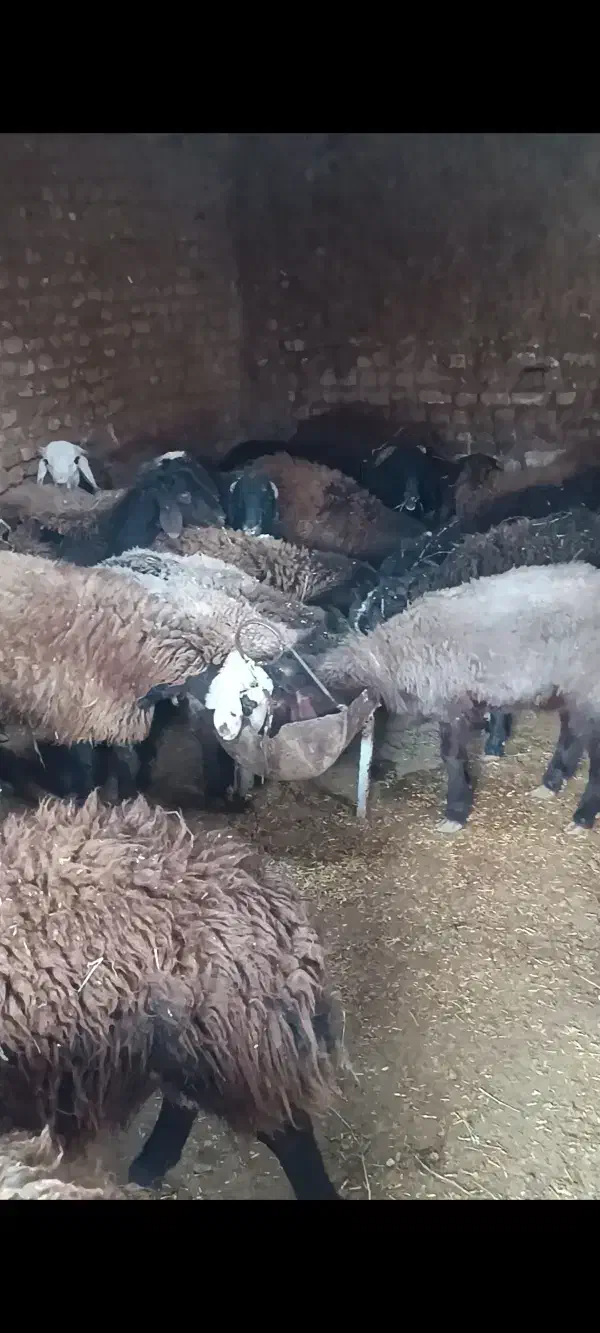 بره نر|حیوانات مزرعه|بوئین زهرا, |دیوار