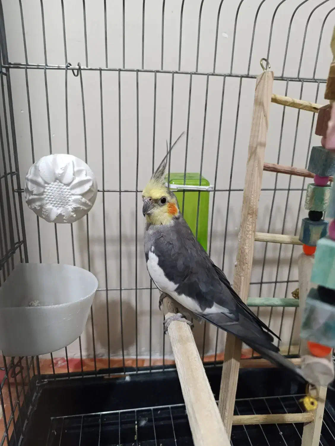 عروس هلندی|پرنده|شهر ری, ظهیرآباد|دیوار