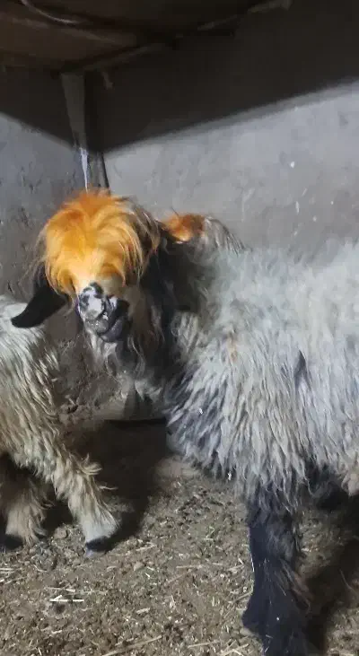 زمین میش بز|حیوانات مزرعه|مسجد سلیمان, |دیوار