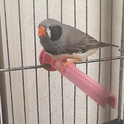 فنچ جوان. نر|پرنده|قزوین, |دیوار