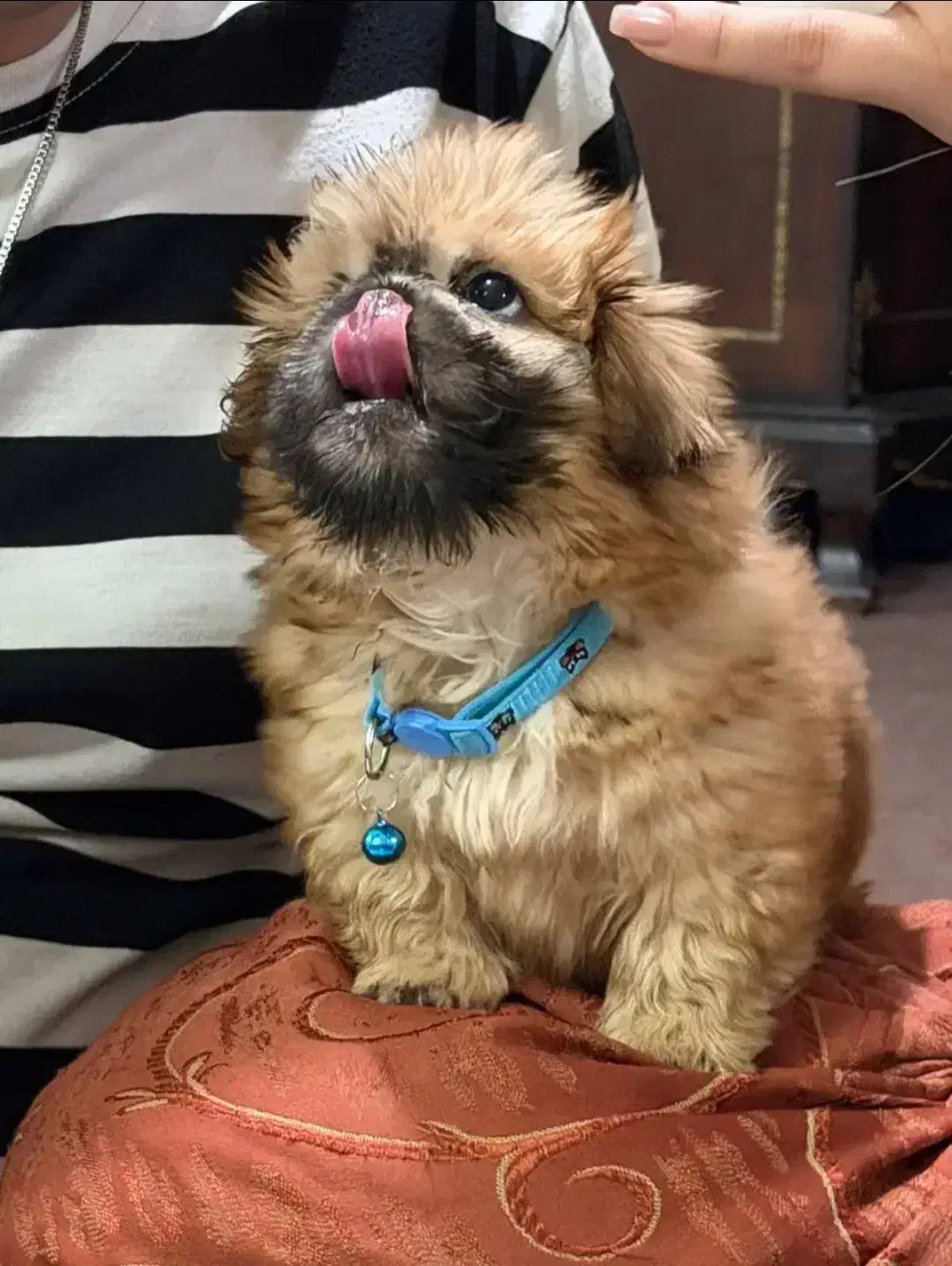 سگ.|سگ|تهران, هاشم‌آباد|دیوار