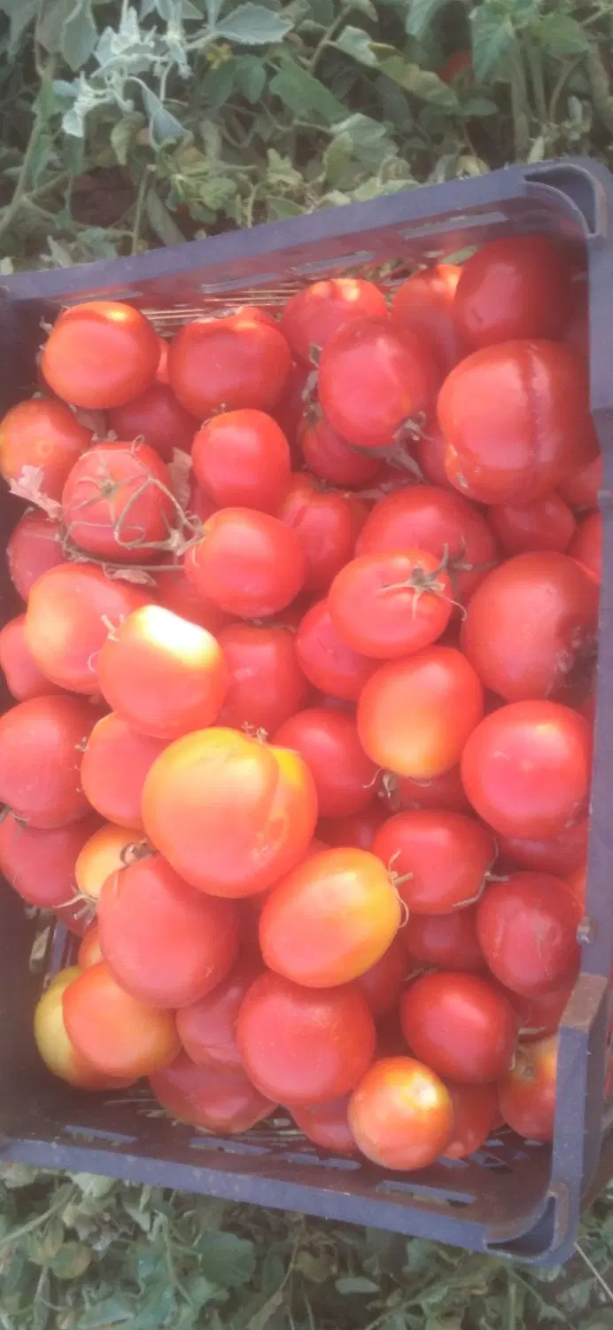 گوجه|خوردنی و آشامیدنی|خزل, |دیوار