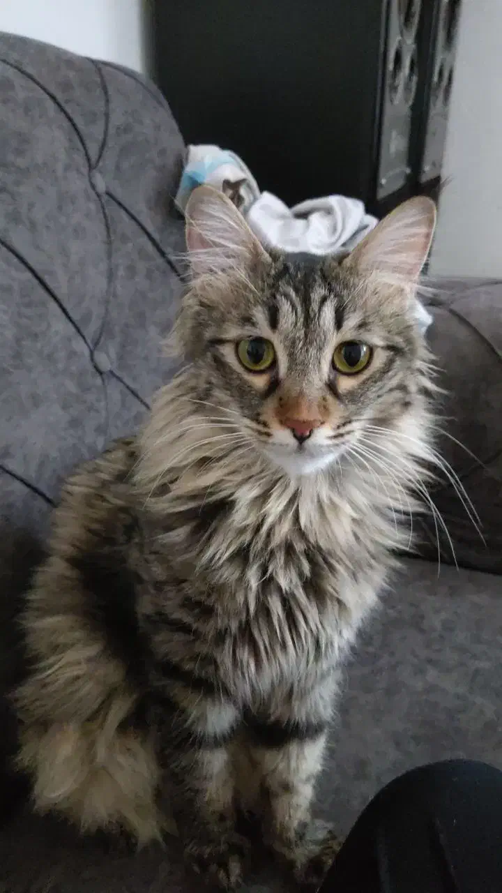 گربه|حیوانات|مشهد, فاطمیه|دیوار