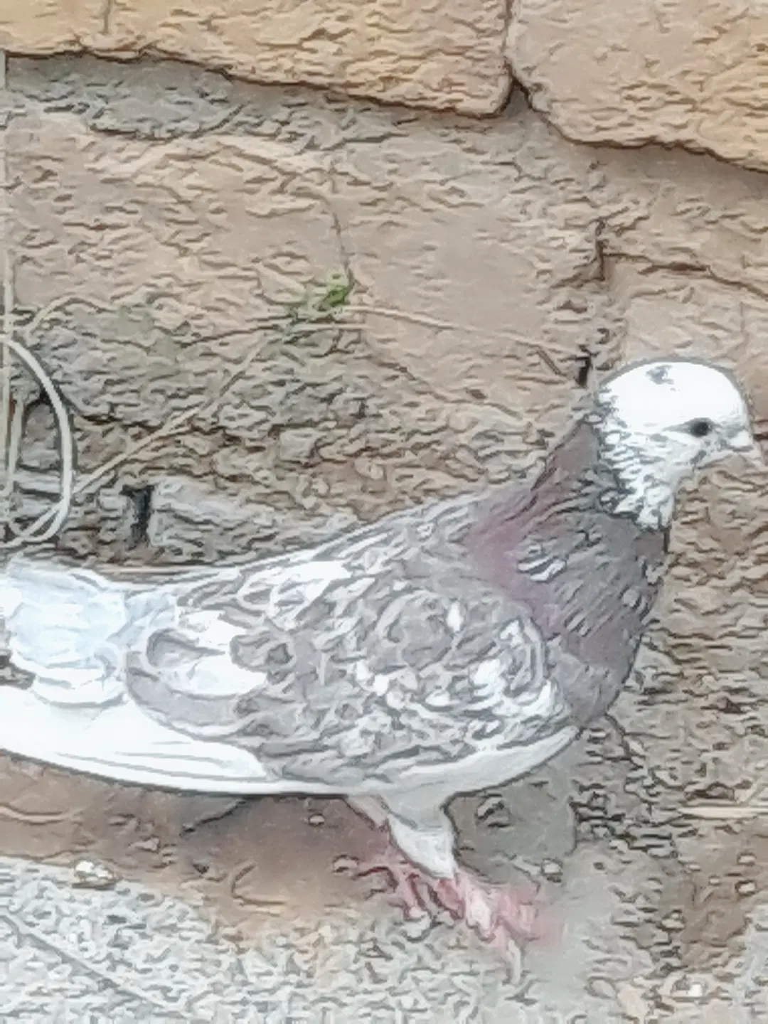 کبوتر|پرنده|کوهدشت, |دیوار