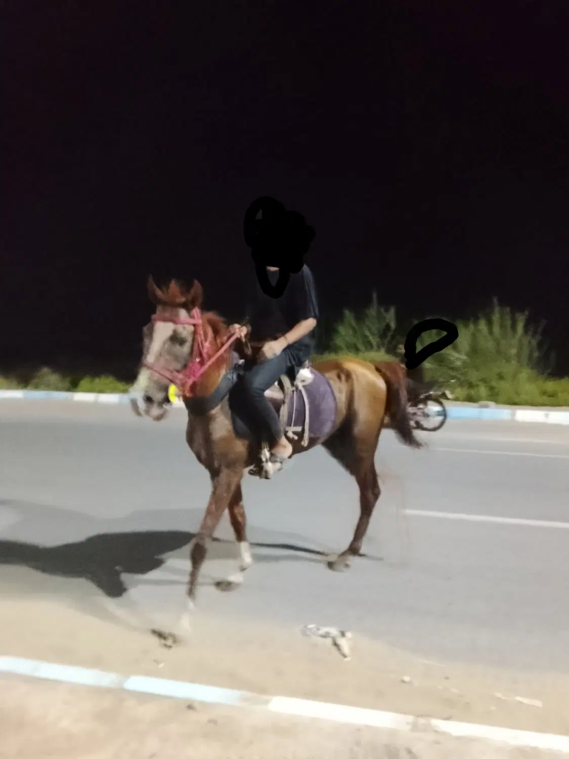 اسب|اسب و تجهیزات اسبسواری|میناب, |دیوار