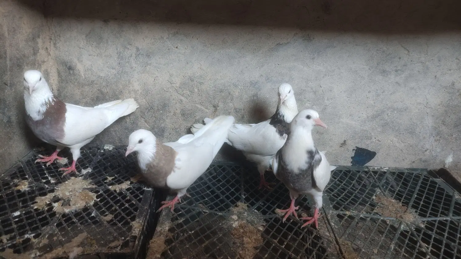 کفتر|پرنده|کبودرآهنگ, |دیوار