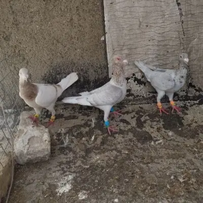 کفتر|پرنده|کلات (خراسان), |دیوار