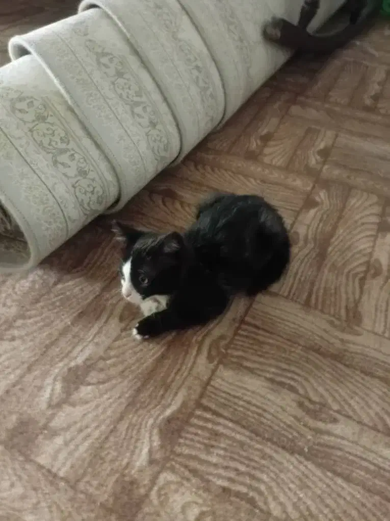 گربه 2ماهه|گربه|ابهر, |دیوار