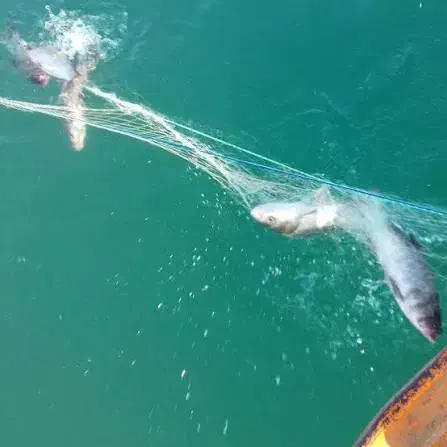 تور دیواری|ماهیگیری|پاوه, |دیوار