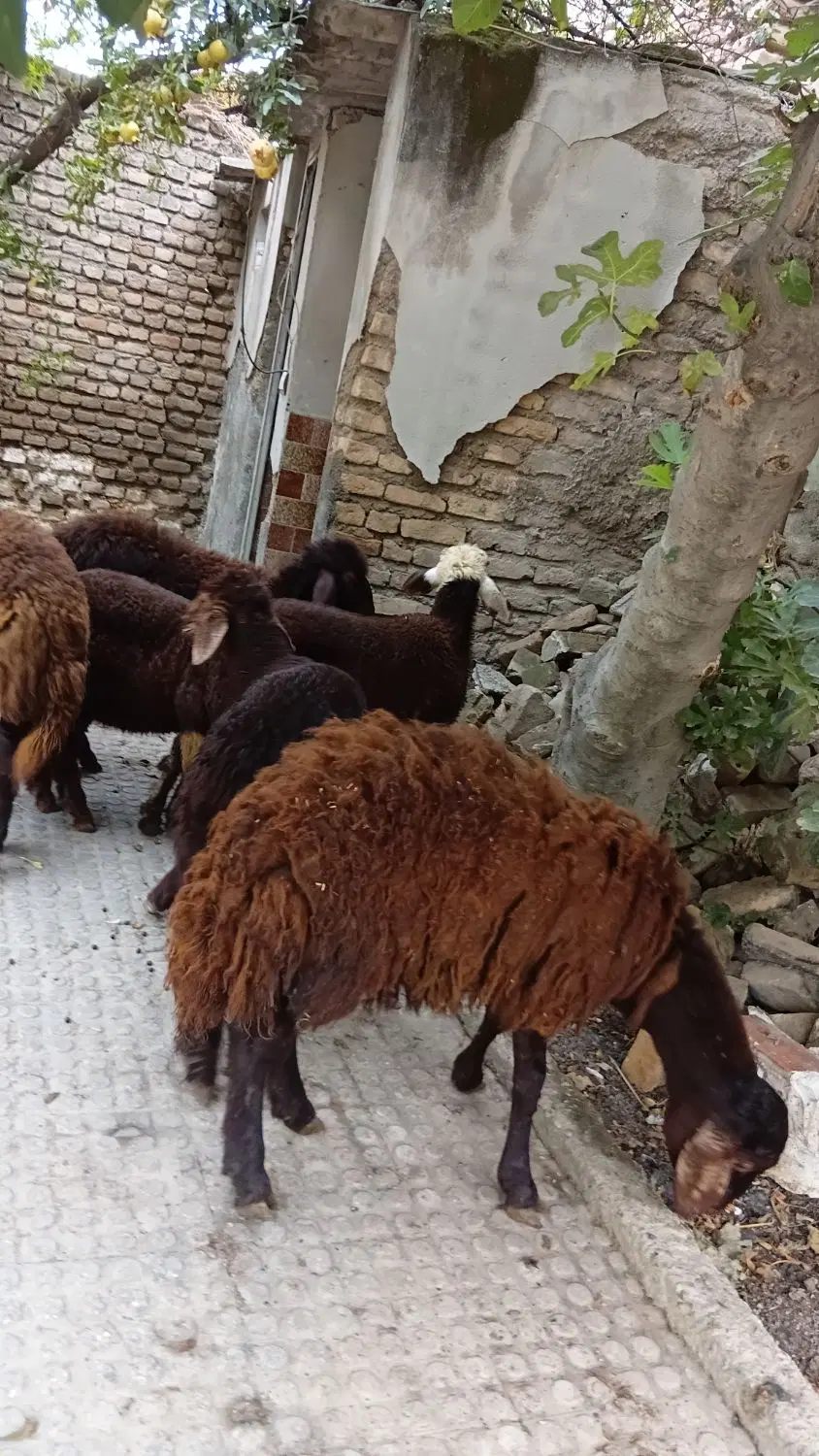 بره|حیوانات مزرعه|گرگان, |دیوار