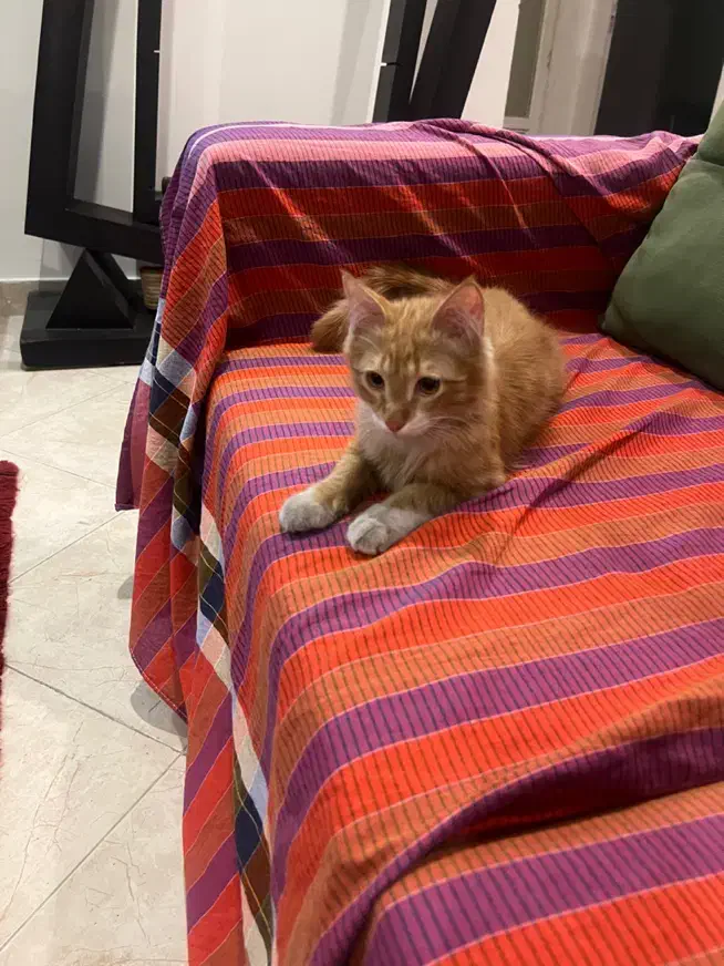 گربه.|گربه|تهران, شهرک آزمایش|دیوار