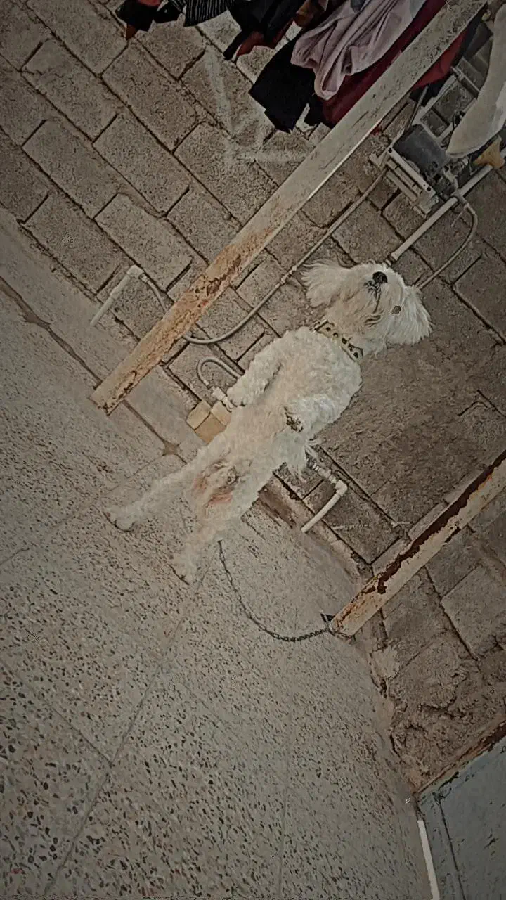 سگ .|سگ|مسجد سلیمان, |دیوار