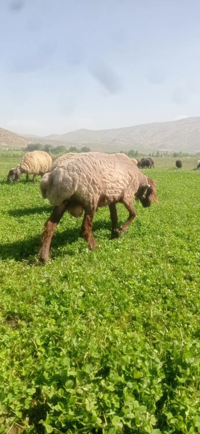 قوچ|حیوانات مزرعه|لردگان, |دیوار