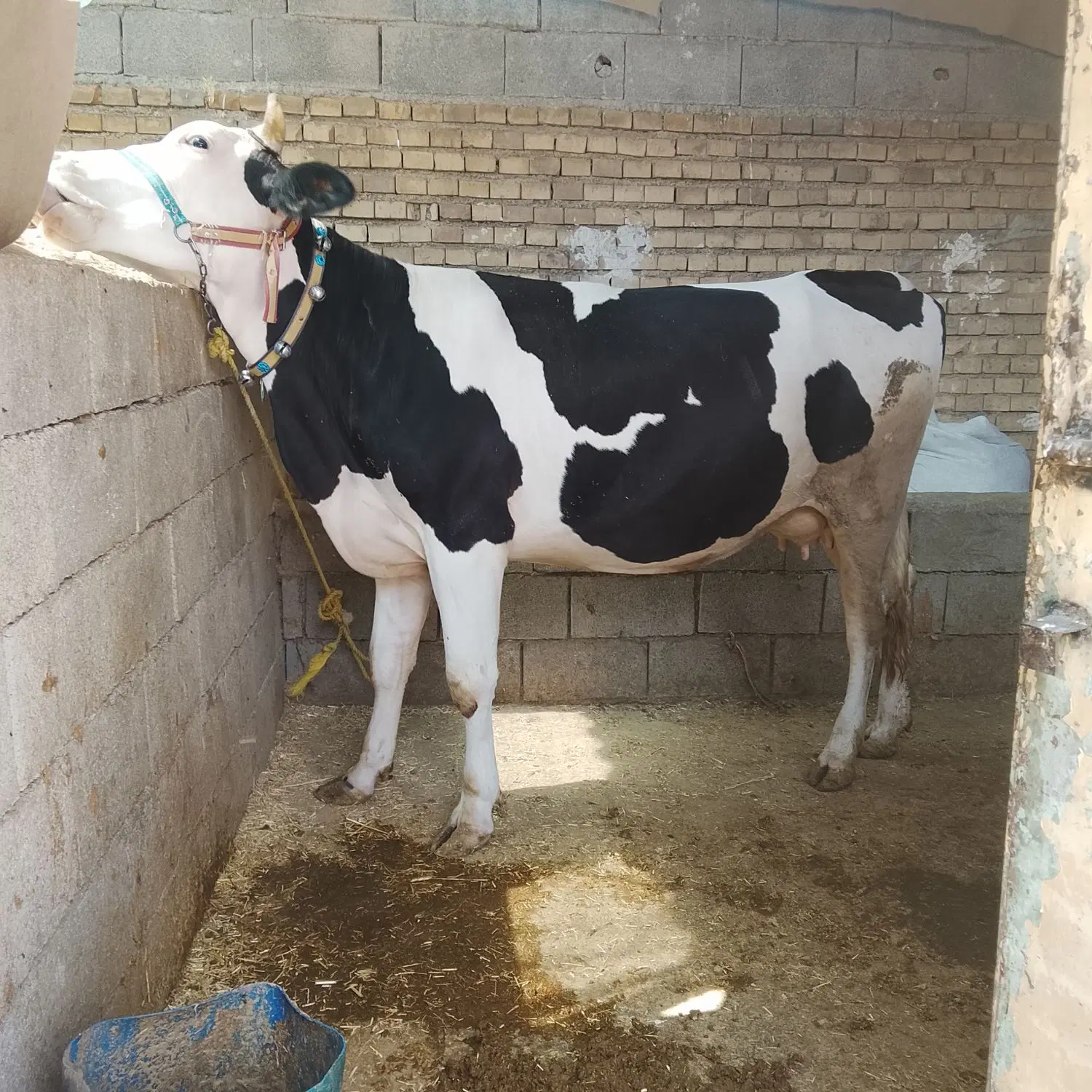 گاو|حیوانات مزرعه|دزفول, |دیوار