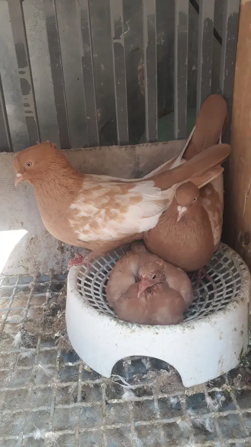 کبوتر|پرنده|شیراز, لب آب|دیوار