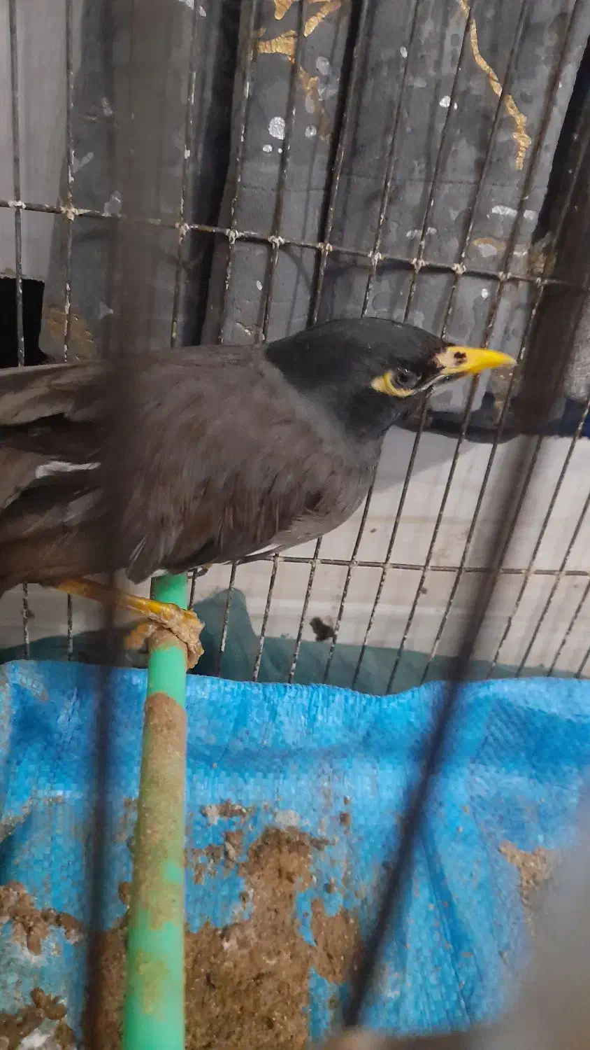 نر مینا|پرنده|زابل, |دیوار