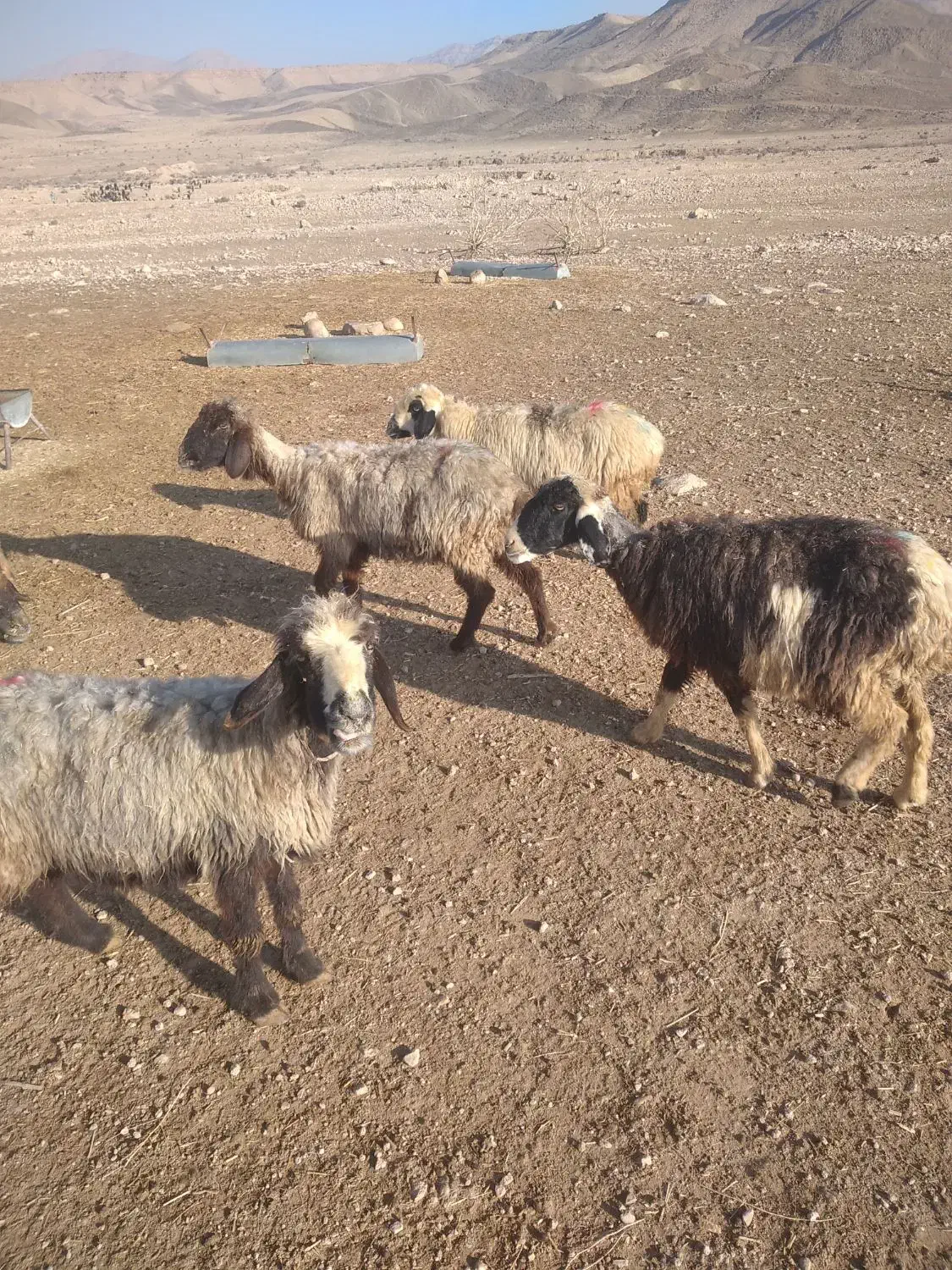 میش آبستن|حیوانات مزرعه|شیراز, کوشک بیدک|دیوار