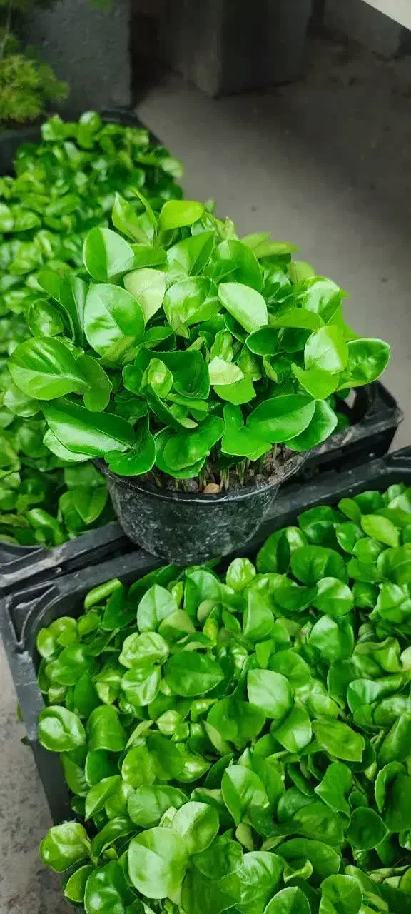 عید|گل و گیاه طبیعی|مهریز, |دیوار