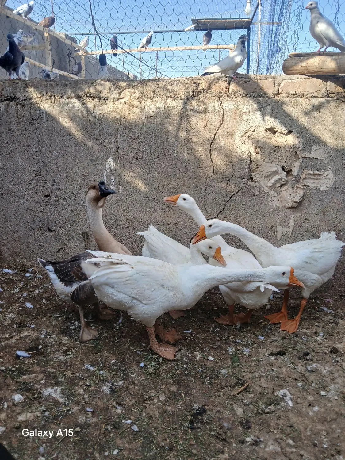 قو غاز|حیوانات مزرعه|بادرود, |دیوار