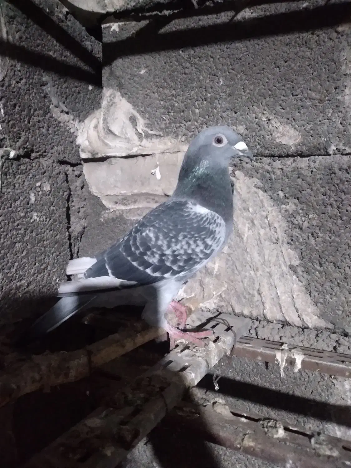 کفتر|پرنده|شوشتر, |دیوار