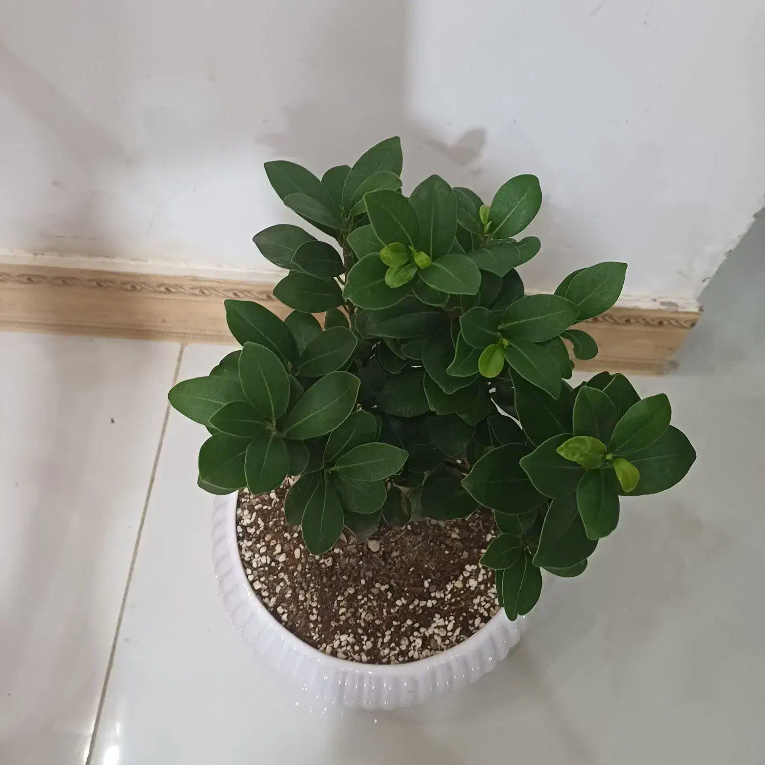 بنسای|گل و گیاه طبیعی|محمدشهر, عباس آباد|دیوار