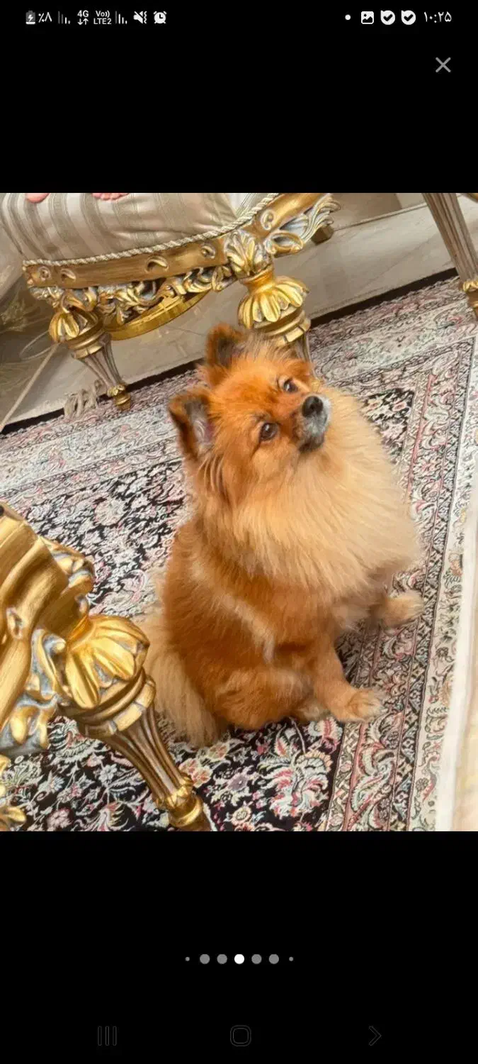 سگ پامر|سگ|کرج, عظیمیه|دیوار