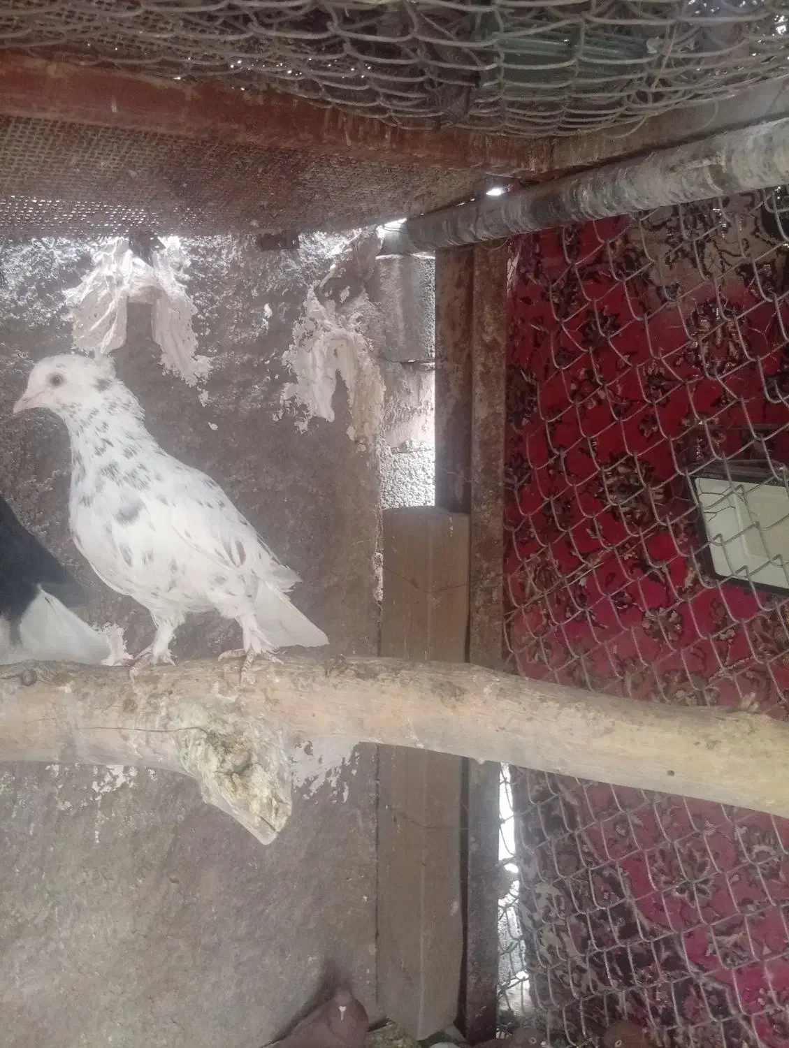 کبوتر|پرنده|زرند, |دیوار