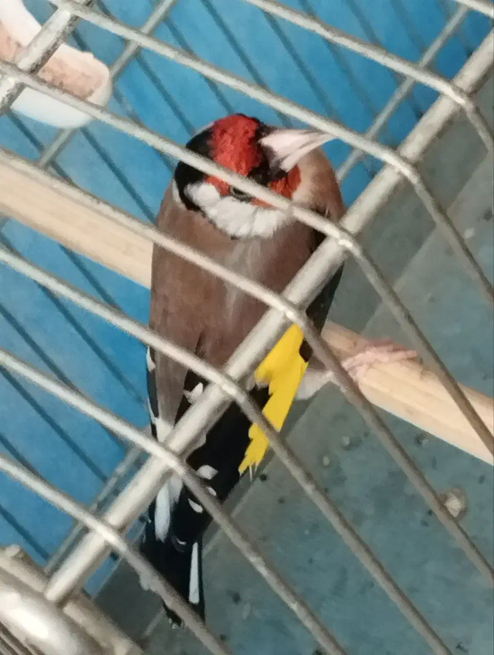 سیره|پرنده|سنندج, |دیوار