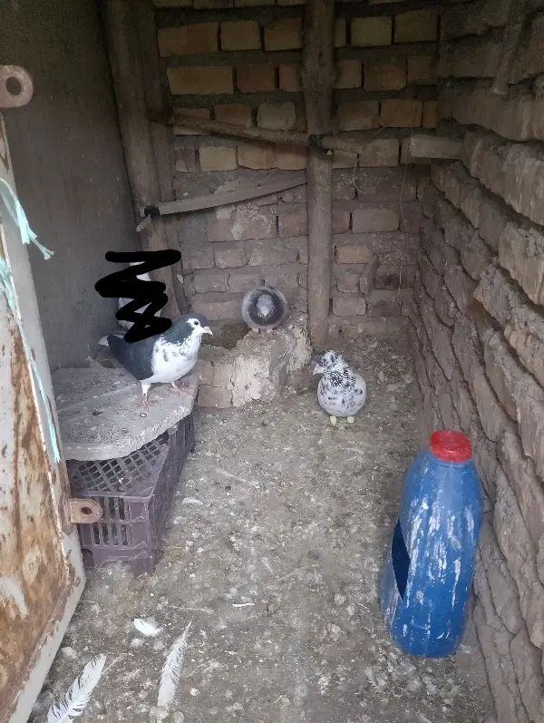 کفتر|پرنده|نیشابور, مازول|دیوار