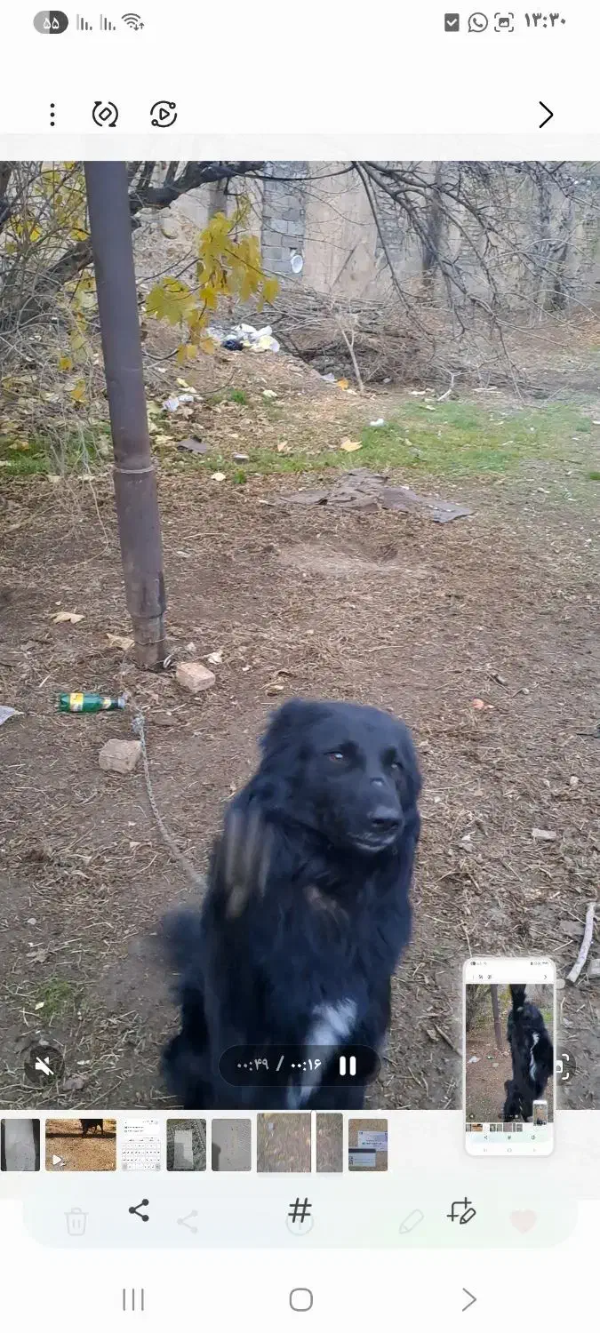 سگ گمشده|حیوانات|خرمآباد, |دیوار