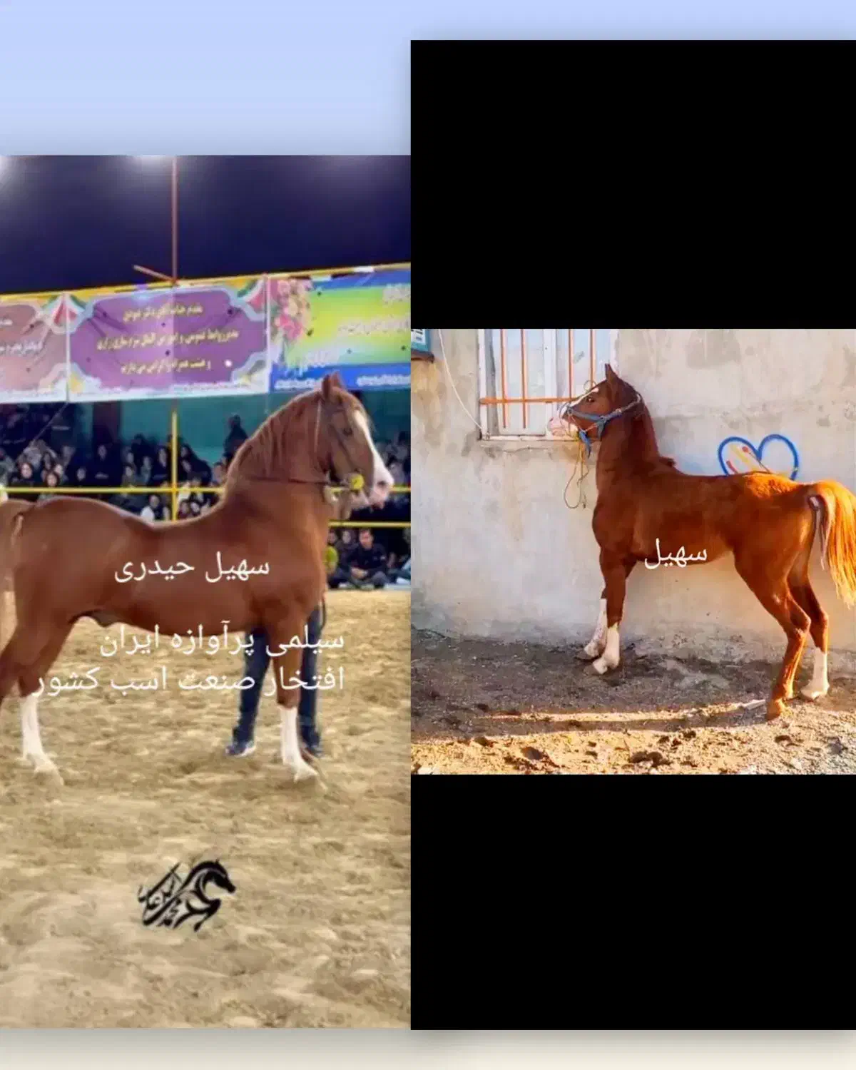 اسب کورد|اسب و تجهیزات اسب‌سواری|سامن, |دیوار