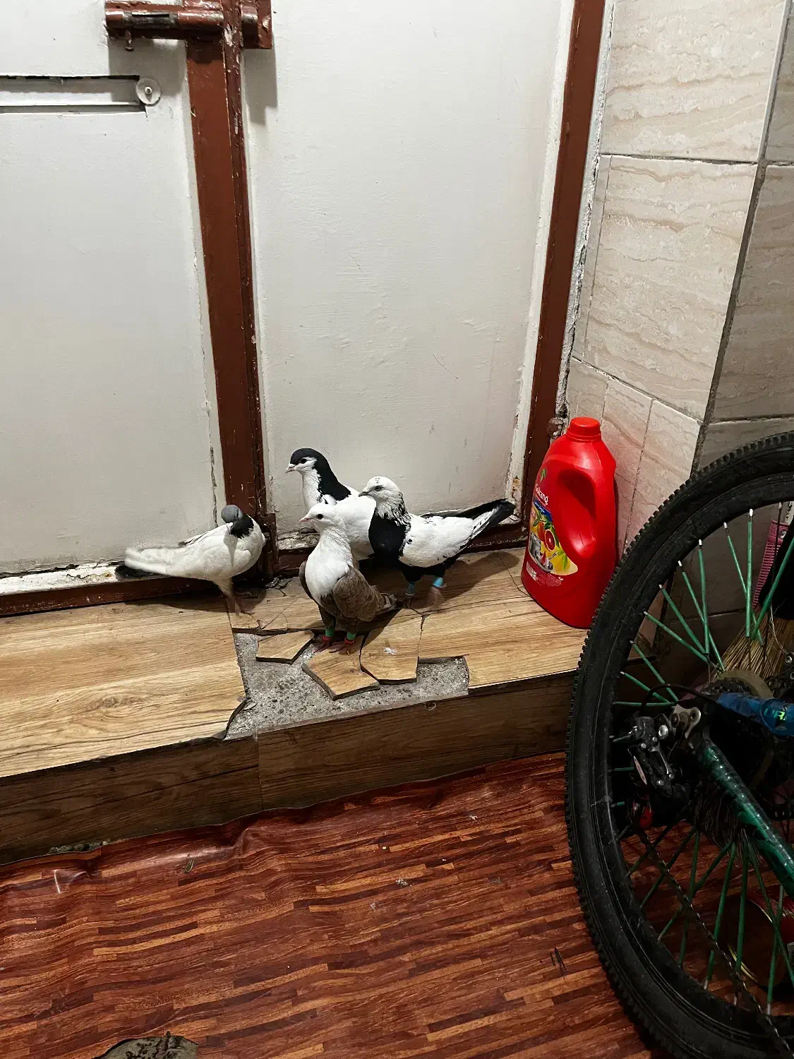 کبوتر|پرنده|قزوین, |دیوار