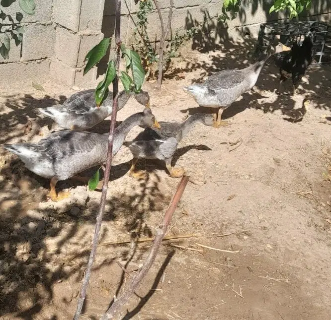 غاز|حیوانات مزرعه|فارسان, |دیوار