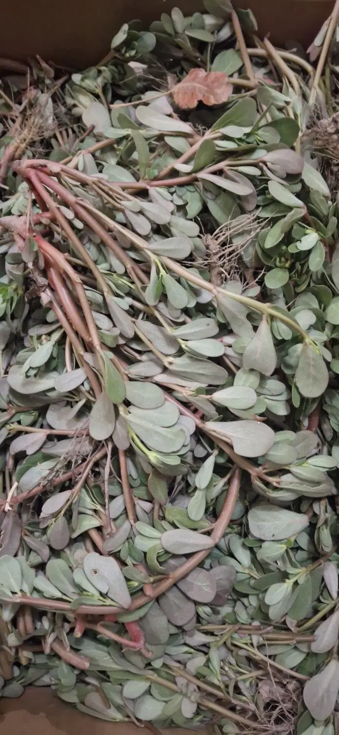 سبزی|خوردنی و آشامیدنی|دامغان, |دیوار